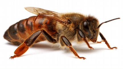 Пчелы, пчелопакеты, пчелосемьи