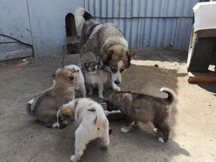 Продам щенков Западно-Сибирской лайки, 1,5 мес