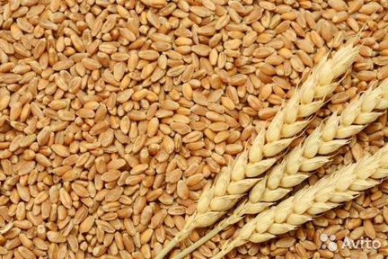 Пшеница яровая цельная