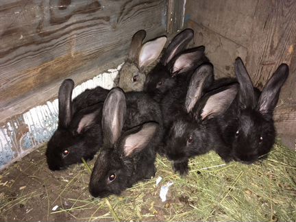 Кролики серебро-фландр