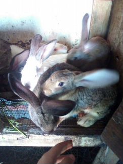 Кролики ризен
