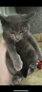 Котёнок русской голубой кошки