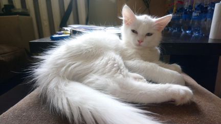 Белоснежный кот-красавец