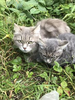 Сибирская кошка с двумя котятами