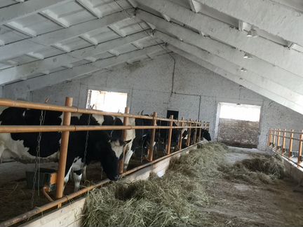 Животноводческая Молочная ферма