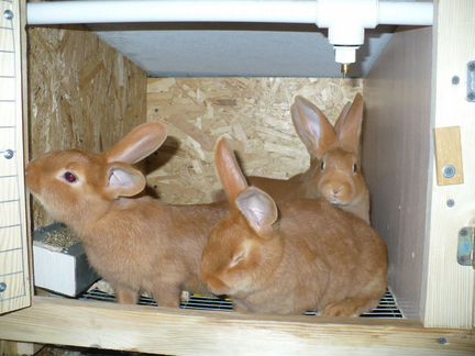 Кролики на племя бургундские