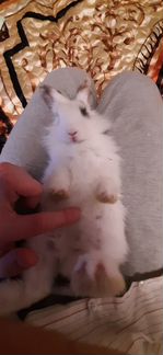 Продам Породистого Ангорского кролика