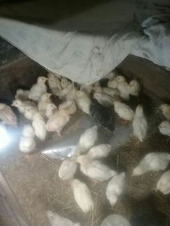 Цыплята 1-месяц