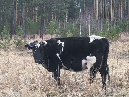 Продам взрослую корову с теленком