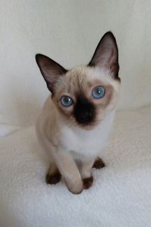 Тайский котенок. Питомник SharmelThai