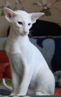 Нежный белый ориентальный котёнок 4 месяца