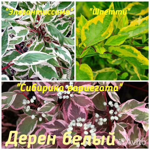 Сирень венгерская, гортензия, спирея и др