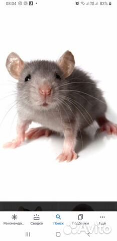 Кормовые мыши.Голыши.Опушата