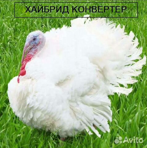 Индейка Конвертер (Франция)