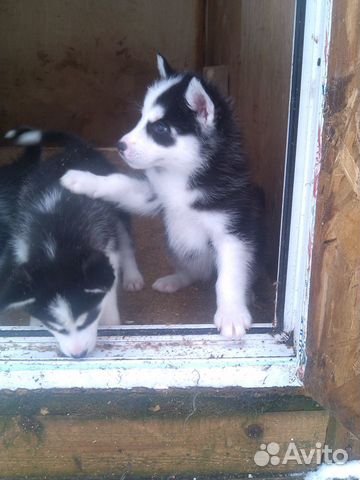 Щенки, породы разные