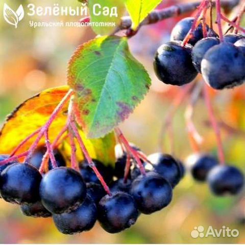 Саженцы черноплодной рябины