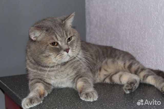Британский кот, вязка