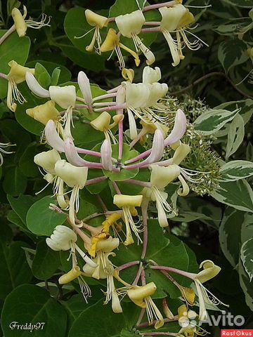 Лианы Каприфоль и клематис тангутский