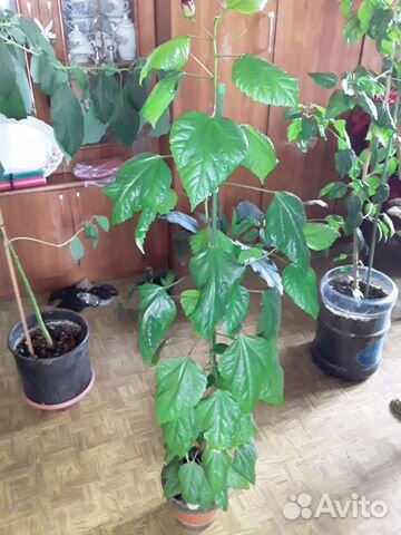 Роза китайская