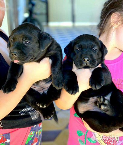 авито пятигорск животные