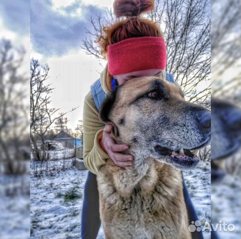 Догситтер/Зооняня