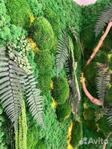 Стабилизированный мох.Озеленение. Фитостена. Ягель