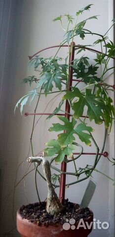 Циссус Тубероза/ каудексный циссус/ каудексные