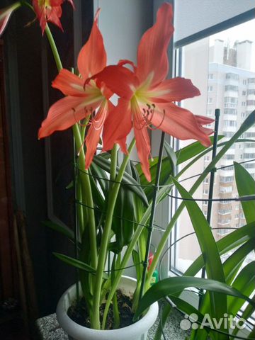 Растение Гиппеаструм (Амариллис)