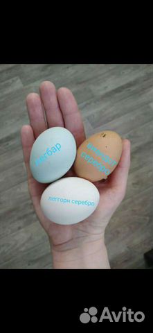 Инкубационное яйцо легбара и легорна серебро(барко