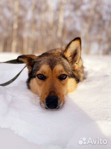 Ася не выживет в приюте