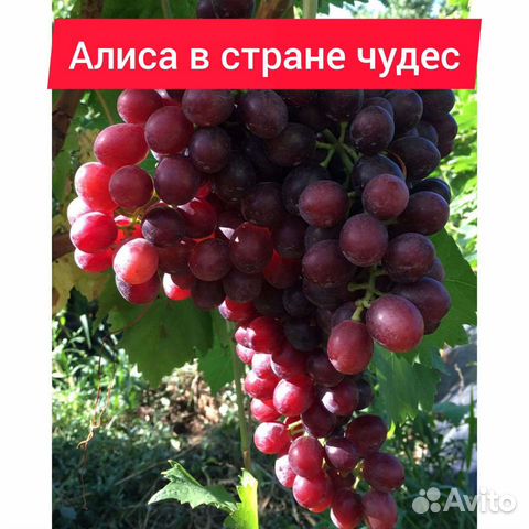 Фото винограда алиса в стране чудес