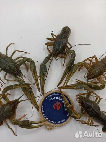Раки живые. Раки варёные. Раки жареные. Доставка