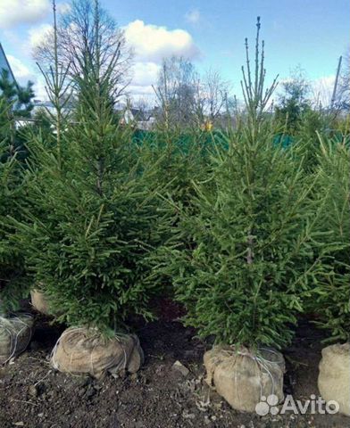 Ель,пихта,кедр,сосна Саженцы