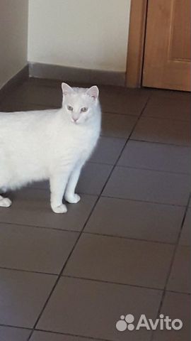 Кошки в добрые руки