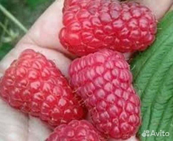 Малина (саженцы) 18сортов, новинки 2022г