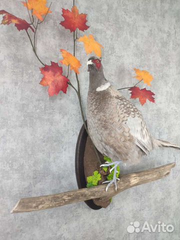 Чучело фазана