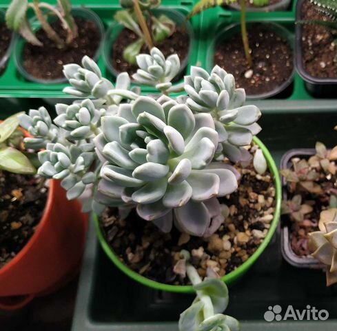 Суккуленты