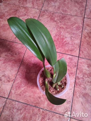 Bulb. Wilbur Chang, bulbophyllum frank smith