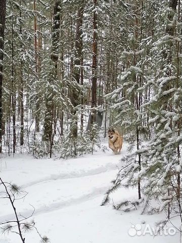 Щенки волкособа и зсл