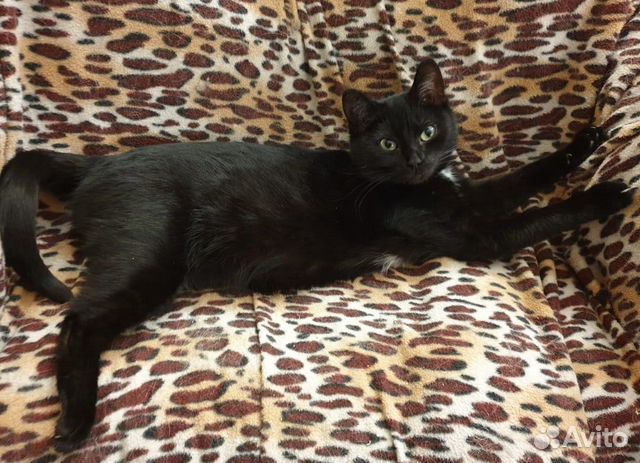 Эталонная кошка Наоми