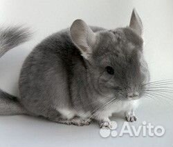 Отдадим слабых маленьких шиншилл в хорошие руки