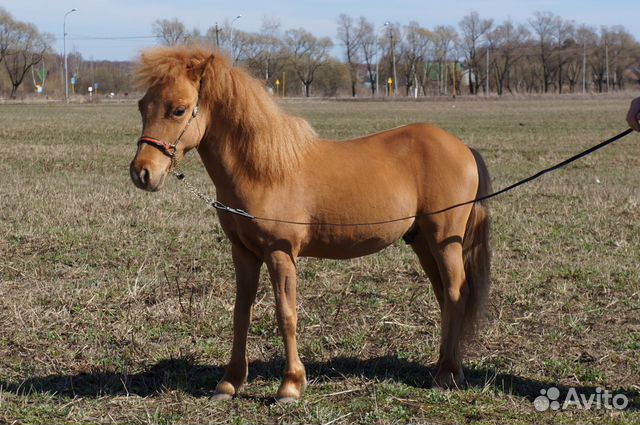 Американская миниатюрная лошадь купить на Зозу.ру - фотография № 1