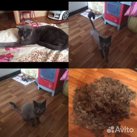 Стрижка Собак и Кошек