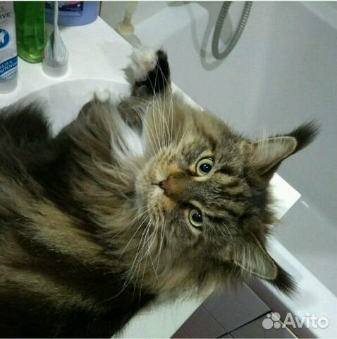 Ветеринарный врач на дом круглосуточно