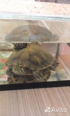 Красноухая черепаха с террариумом купить на Зозу.ру - фотография № 1
