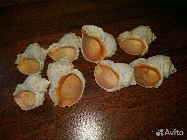 Раковины морские ракушки купить на Зозу.ру - фотография № 2