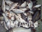 Малек карпа белый амур, вьюн и других прудовых рыб купить на Зозу.ру - фотография № 1