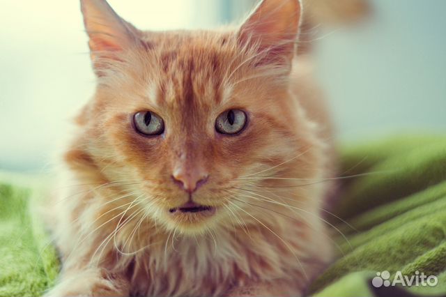 Ищет дом самый замечательный кот на свете Лёвушка