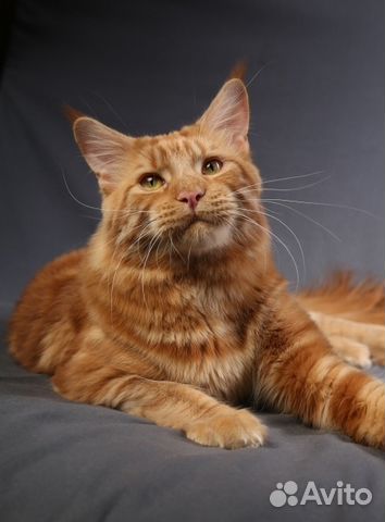 Мейнкун кот красный солид окраса d для вязки купить на Зозу.ру - фотография № 4