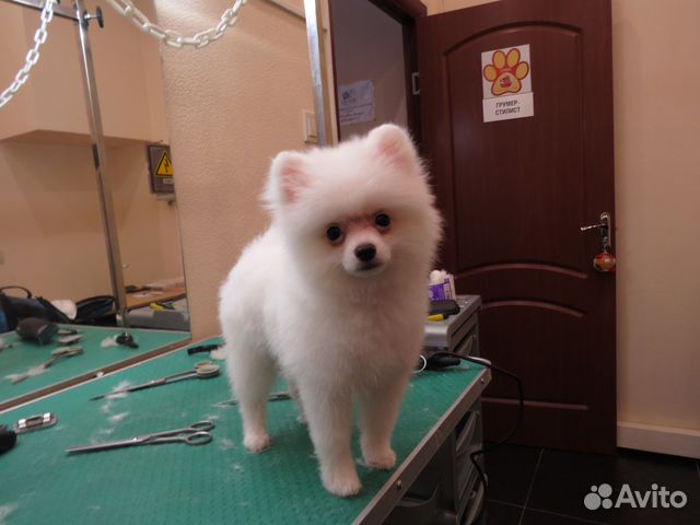 Стрижка собак и кошек